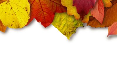 En regardant les feuilles tomber, je me disais…