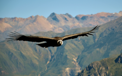 Quand le condor nous parle et nous invite à voler…