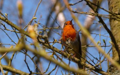 Chanter notre Amour à la Vie: Gayatri Mantra et Notre père en Araméen