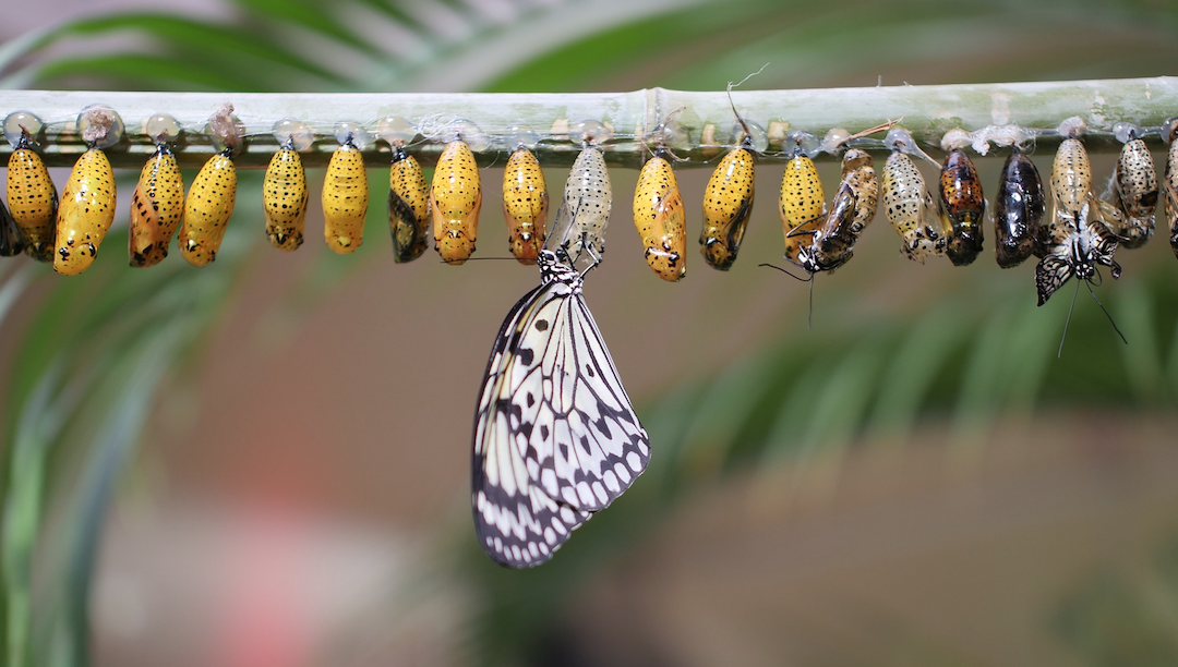 Comment les chenilles se transforment en papillon