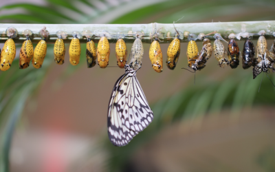 Comment les chenilles se transforment en papillon